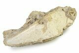 Fossil Horse (Mesohippus) Skull - Nebraska #342181-1